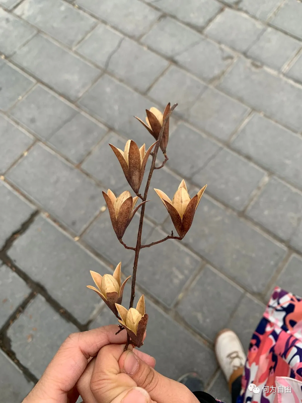 小橋流水就著醬菜香，訪馬致遠故居