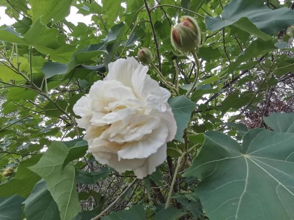 你,是不是我身邊的老蔡? 你,是不是我身邊的老蔡?