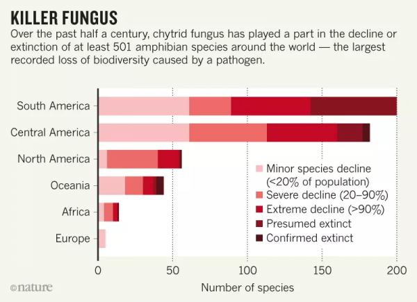 兩棲類大滅絕 竟能讓人患病？