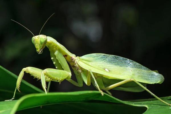 螳螂，雙臂敢擋車？