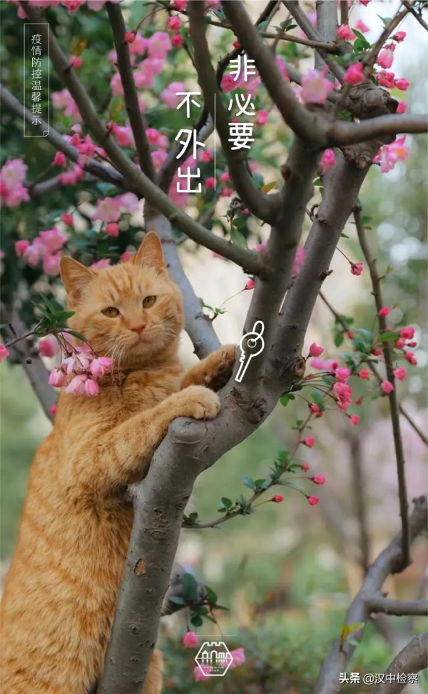 蘇州園林的貓，請求出戰！