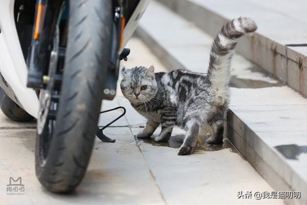 【要是能給獨眼喵“嬛嬛“配個眼罩就好啦！】