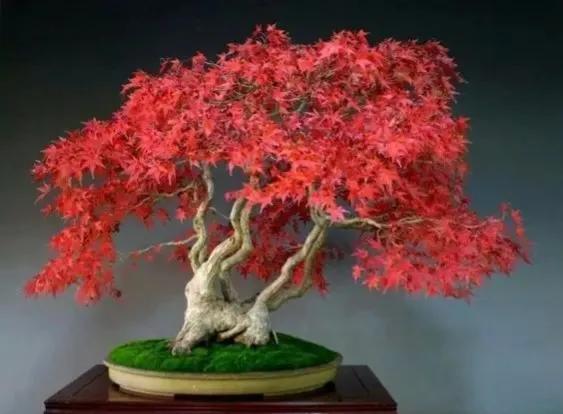 分享~~~小盆景 大世界 小巧玲瓏 精美絕倫 冬日裡一抹紅 美醉啦