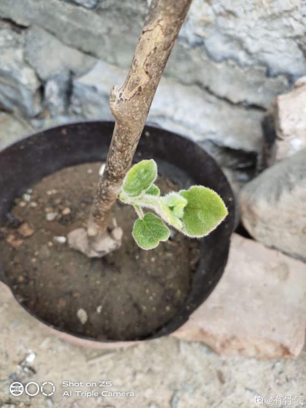 獼猴桃也能自己種？學好養殖，還你滿盆獼猴桃