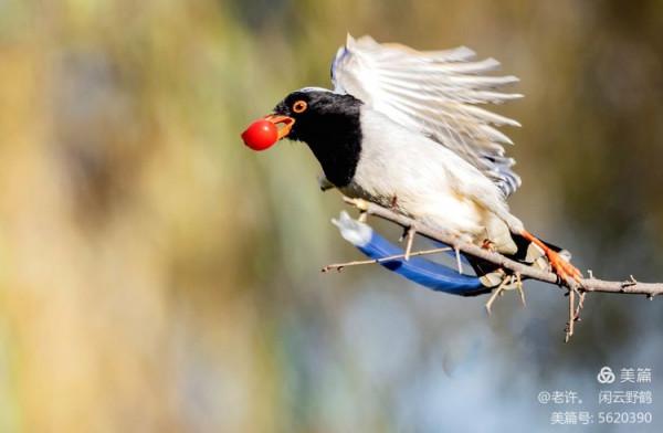 不為雞犬是戰狼，但看紅嘴藍鴉鵲