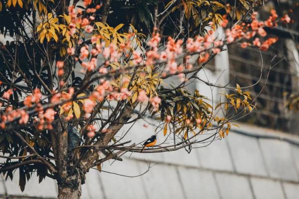 走，&OpenCurlyDoubleQuote;盤&rdquo;花去！慶元小城，花又開好了~