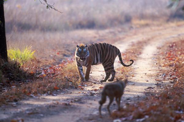 狼群是老虎的天敵嗎?從俄羅斯的情況來看,恰恰相反 狼群是老虎的天敵嗎?從俄羅斯的情況來看,恰恰相反