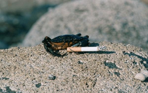 澳洲海邊菸頭成災,5千萬螃蟹患“煙癮”,環境汙染如此嚴重? 澳洲海邊菸頭成災,5千萬螃蟹患“煙癮”,環境汙染如此嚴重?