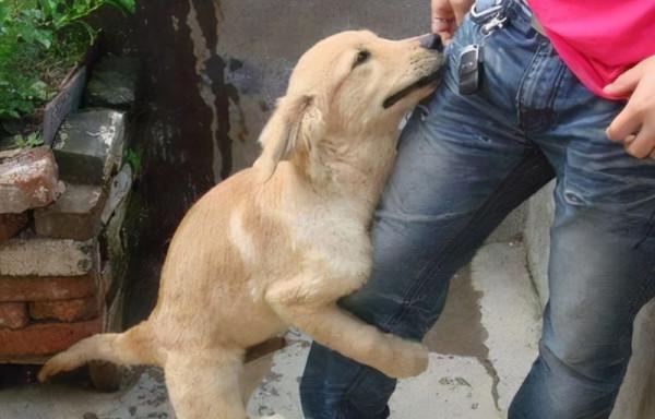 盤點“最嬌氣”的6種狗，耐心不夠，建議別養