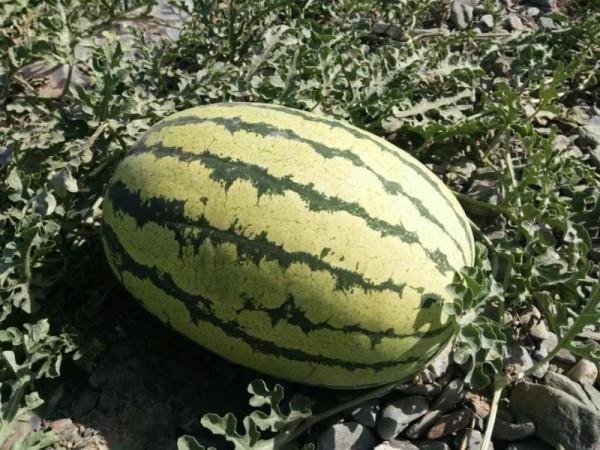 “戈壁西瓜”創年收益20億，卻被區域性禁種，硒砂瓜到底有何危害？