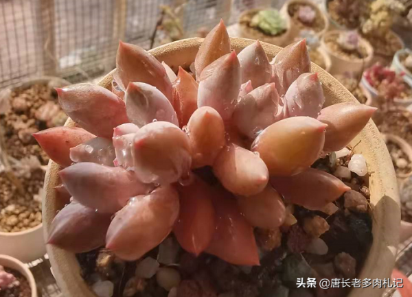 給多肉噴藥？請注意7點，要不你可能把多肉噴掛了，自己還出問題