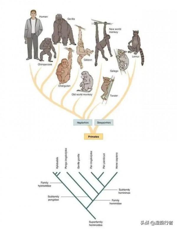 最懷才不遇的生物物理學家,發現全新生命種類,創立另類生命之樹 最懷才不遇的生物物理學家,發現全新生命種類,創立另類生命之樹