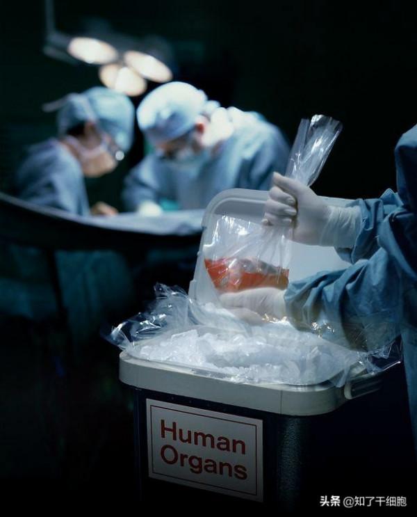 世界首例！豬腎被移植到人體內，暫時未發現排異反應