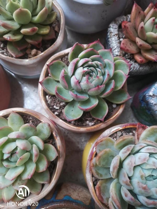 多肉小白一枚，今天又種了十多盆，有朋友知道叫什麼名字嗎？