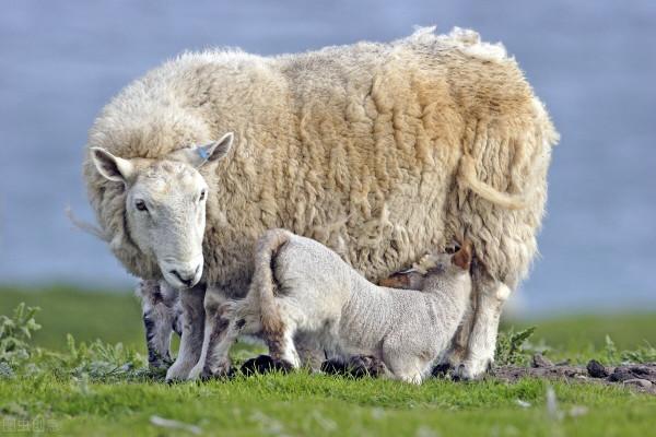 羊價日報 ▍9月24日最新活羊價格行情彙總