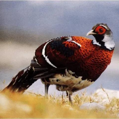 鳥的世界 鳥的天堂