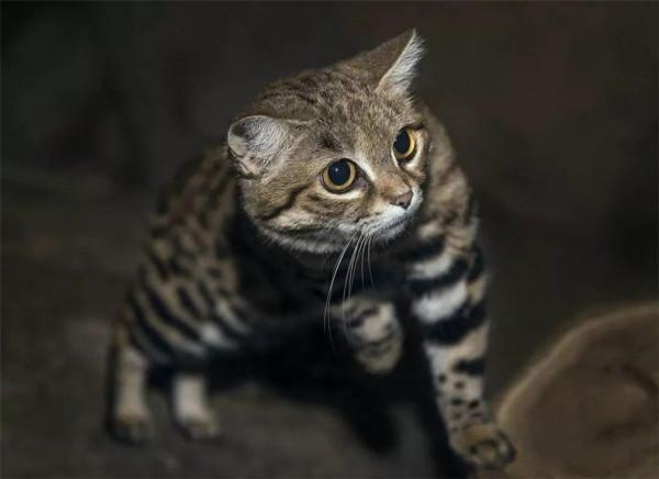 非洲最小的貓,貓科捕獵效率最高的“殺戮機器”,被全世界禁養 非洲最小的貓,貓科捕獵效率最高的“殺戮機器”,被全世界禁養