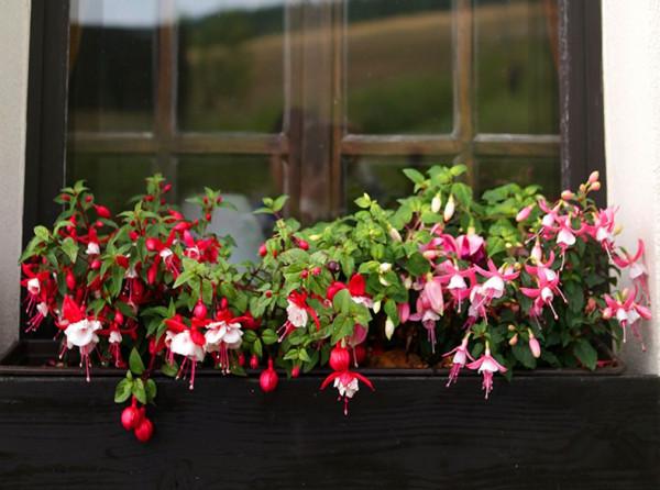 實用分享丨30款年宵花鑑賞，觀花的、賞果的都有…你最喜歡哪個？