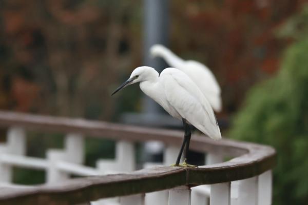 這群“熟客”又來,在富源縣玉順湖逗留 這群“熟客”又來,在富源縣玉順湖逗留