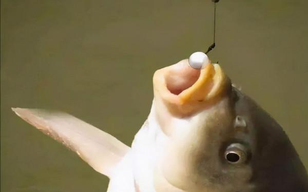 冬季釣鯽魚小魚也鬧窩?不妨試試泡沫逗釣,效果不比紅蟲差 冬季釣鯽魚小魚也鬧窩?不妨試試泡沫逗釣,效果不比紅蟲差