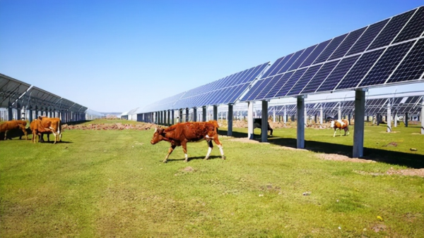 牧光互補&mdash;&mdash;讓綠色成為鄉村振興的底色