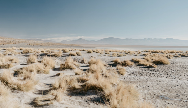 拒絕將就,有講究的星座,野心很大,如同狡猾狐狸,並非池中之物 拒絕將就,有講究的星座,野心很大,如同狡猾狐狸,並非池中之物