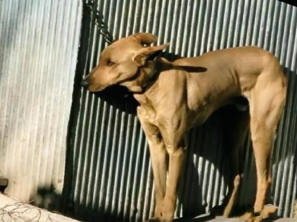 不足2米的鐵鏈拴著狗，讓汪連坐下都很困難：也未免太狠心了些