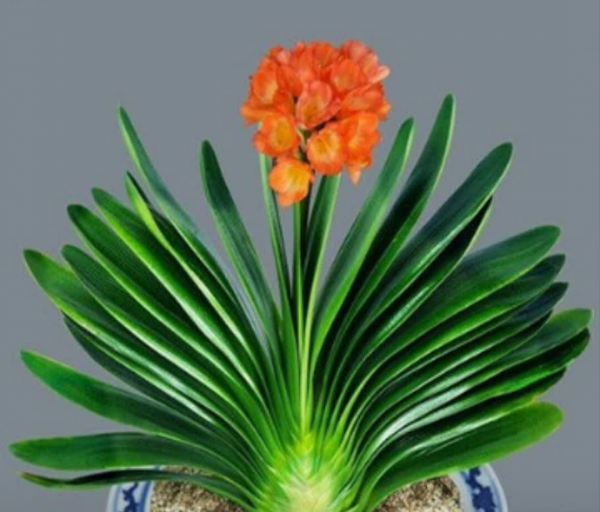 20種年宵花,高階又大氣,吉祥還旺財,現在買最便宜 20種年宵花,高階又大氣,吉祥還旺財,現在買最便宜