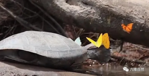 巴西一群烏龜剛上岸,就被一群蝴蝶圍著,蝴蝶還在吸食烏龜的眼淚 巴西一群烏龜剛上岸,就被一群蝴蝶圍著,蝴蝶還在吸食烏龜的眼淚