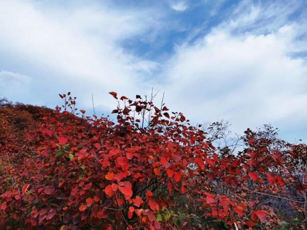 太喜歡秋天啦，帶你看紅葉奇觀