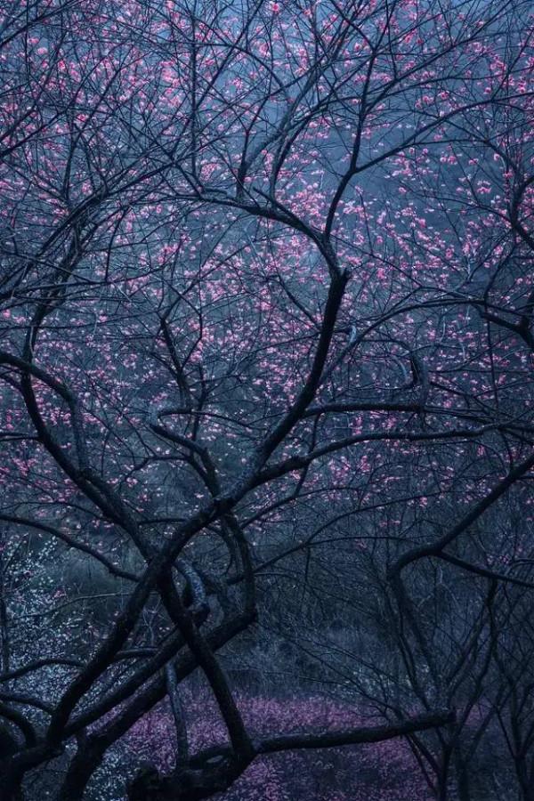 明日立冬，送你一組梅花圖，一首詩詞，願閤家團圓過暖冬