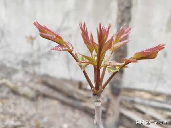 帶你認識16種不同的野菜，附帶圖片和吃法，若見到請珍惜