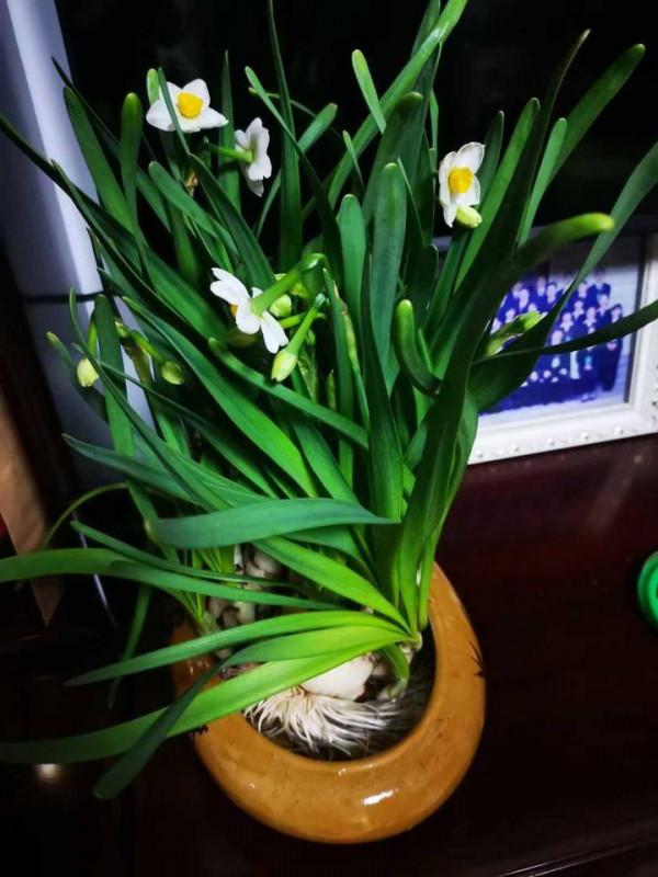 青未了｜每逢佳節倍思親，懷念我的祖父杜若君教授