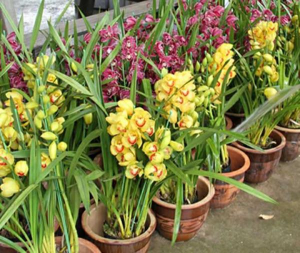 花市大撿漏，春節前100元，年後10元，抽空去撿便宜貨