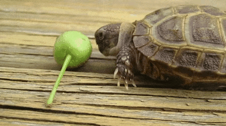 烏龜是科學家們的“噩夢”?堪稱進化論的終極BUG 烏龜是科學家們的“噩夢”?堪稱進化論的終極BUG