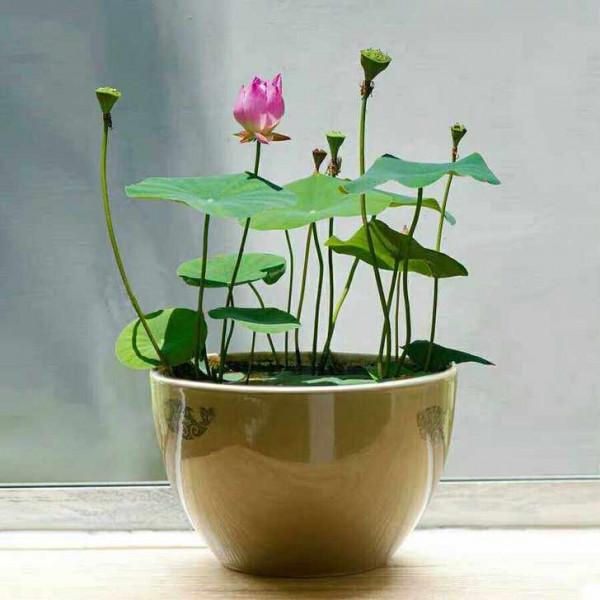 大多數花澆多水會死,而這10款花就喜歡泡水裡,天天澆水也不怕 大多數花澆多水會死,而這10款花就喜歡泡水裡,天天澆水也不怕