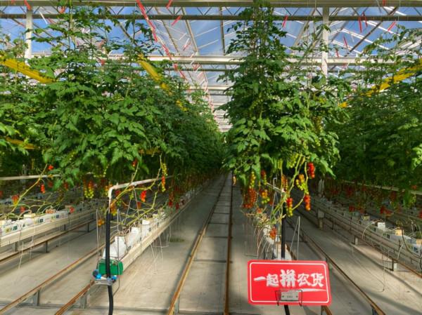 擁有“戶口本”的山東番茄：消費者想吃什麼口味，我們就種什麼口味