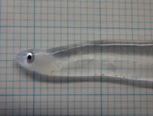 高中生物：難得一見的生物動圖，用gif清晰展示生命活動