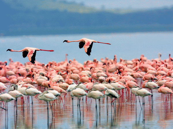 分享圖片——鳥戀花 兒