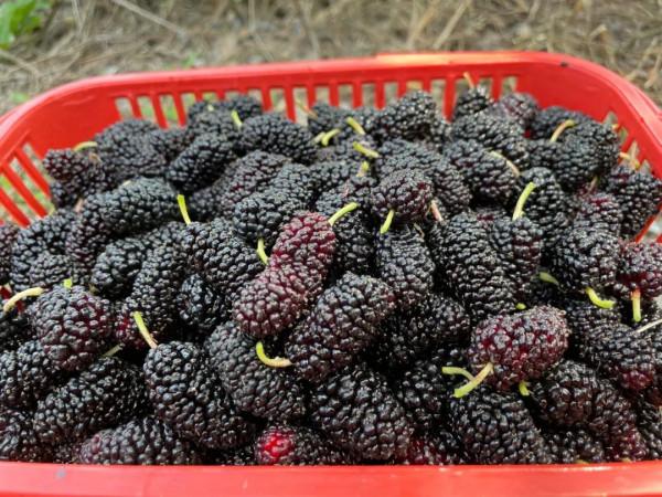 桑黃是怎麼形成的?被稱為“森林黃金”的桑黃,值不值千元一斤? 桑黃是怎麼形成的?被稱為“森林黃金”的桑黃,值不值千元一斤?