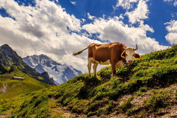 就是喜歡去放牛