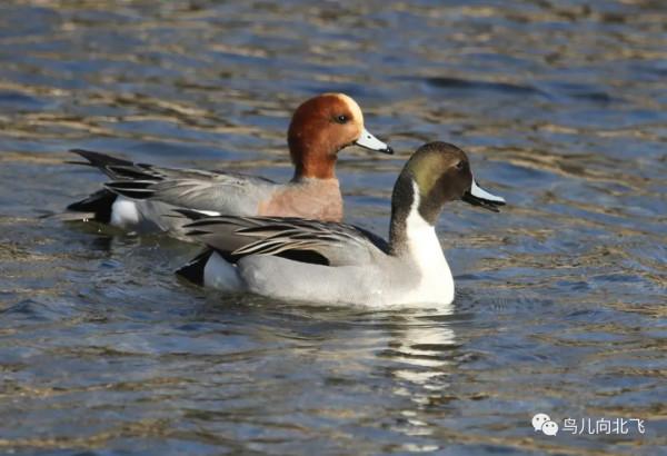 觀鳥之樂，就在於看鳥之樂