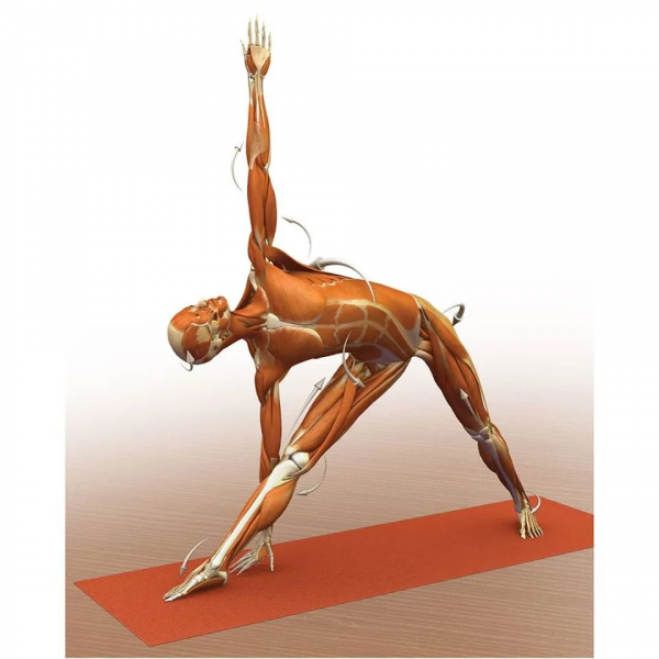 練瑜伽，這些解剖常識你要知道（附28個常見體式解剖圖）