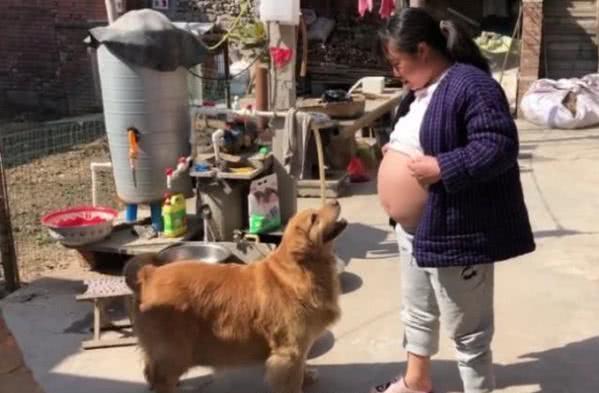 女孩即將生產,當她露出大肚子面對金毛後,金毛的行為太溫馨了 女孩即將生產,當她露出大肚子面對金毛後,金毛的行為太溫馨了