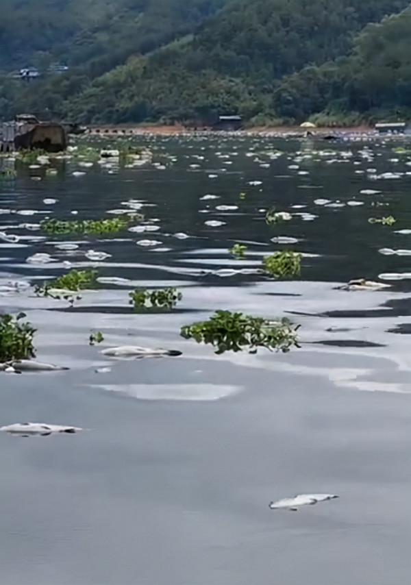 缺氧？福建閩江出現大量死魚，養魚小夥：整個江面都是