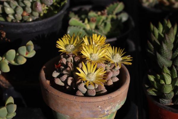 多肉植物開花，簡直美翻了