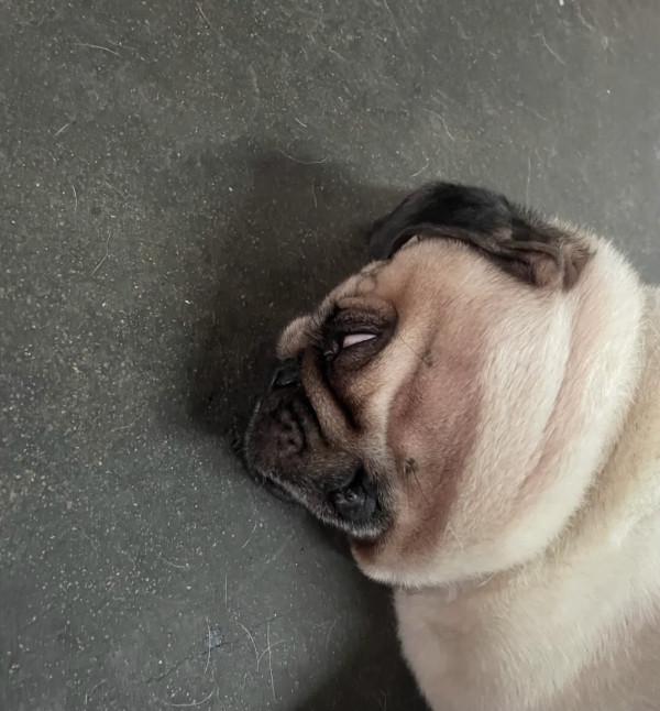 你以為的養寵方式？