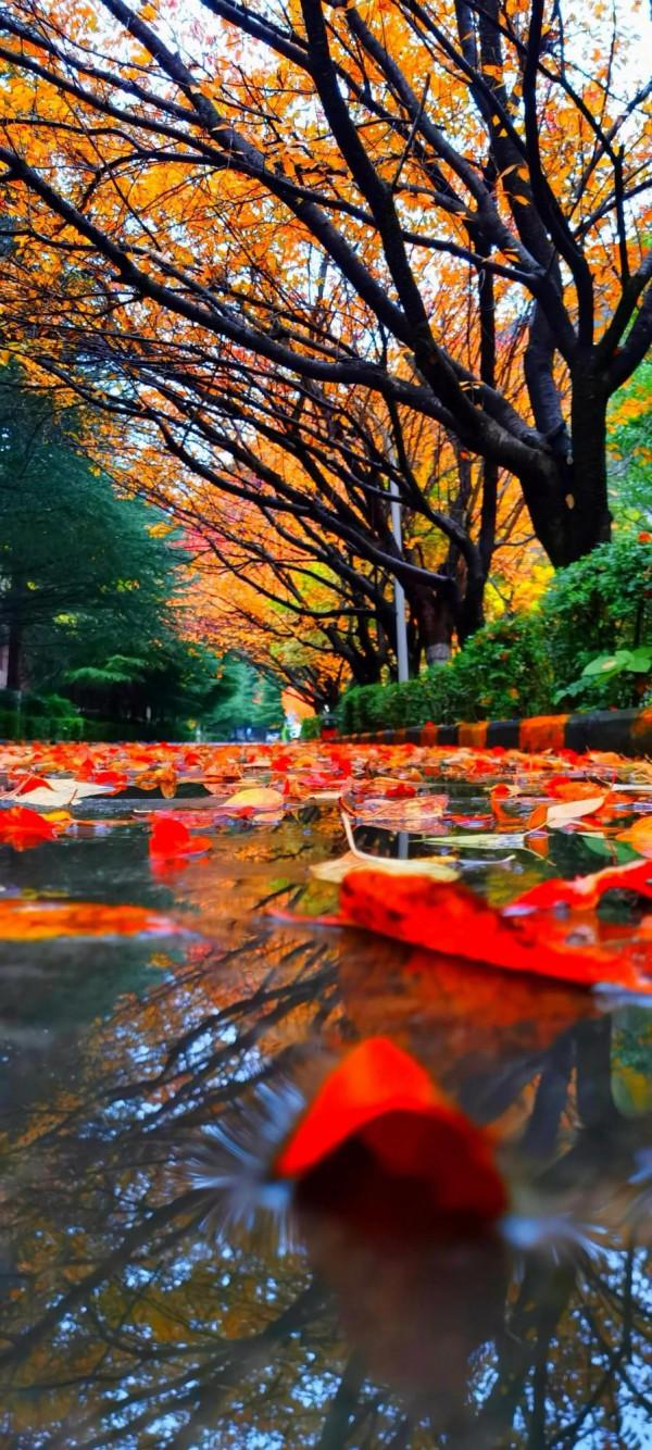 2021逐秋川西北，大愛身邊的秋紅