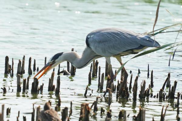 蒼鷺的捕魚生活 蒼鷺的捕魚生活