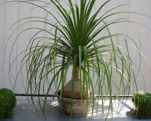 家庭裡最適合養4種“大植物”,不僅是“天然造氧機”,還好活 家庭裡最適合養4種“大植物”,不僅是“天然造氧機”,還好活